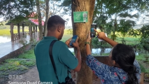 Tree Walk