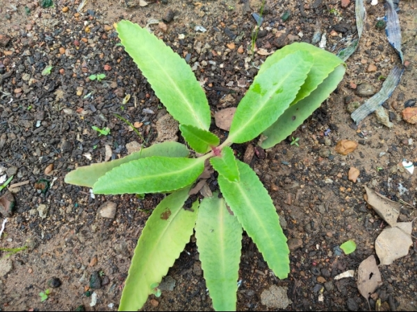 sprouting-leaf