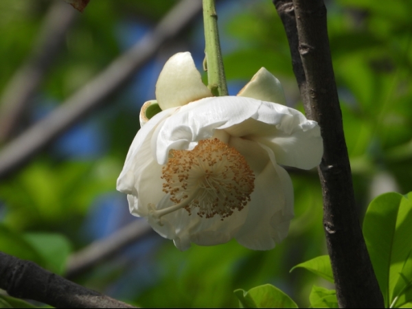 african-baobab