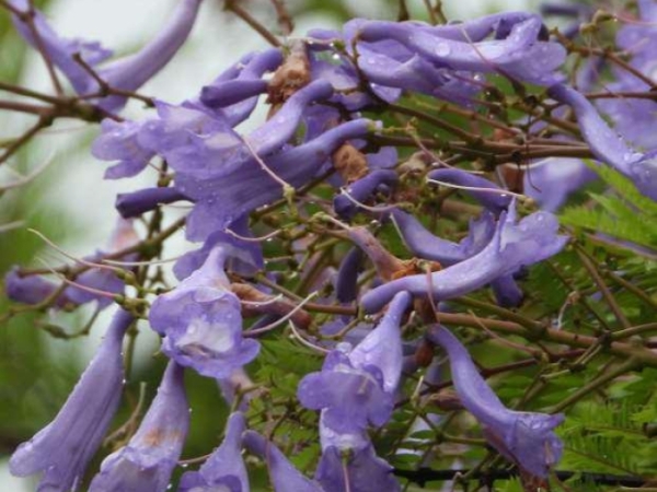 blue-jacaranda