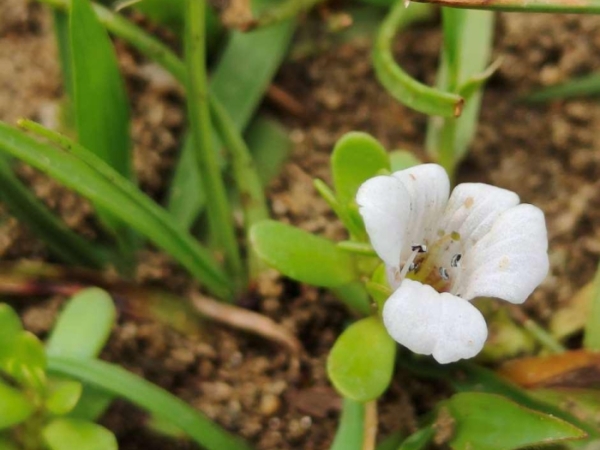 brahmi