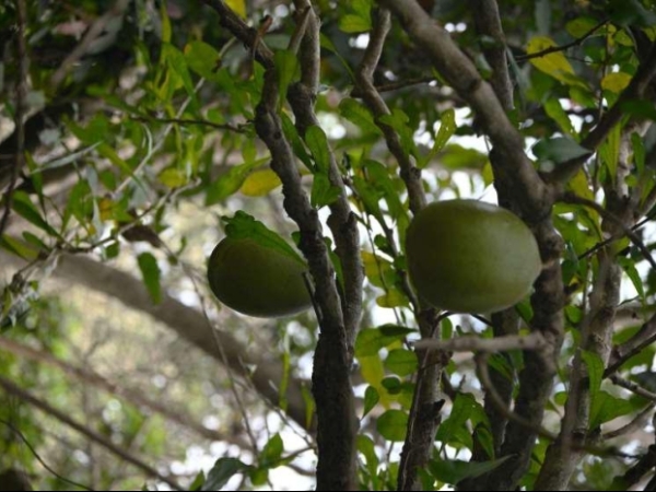 calabash-tree