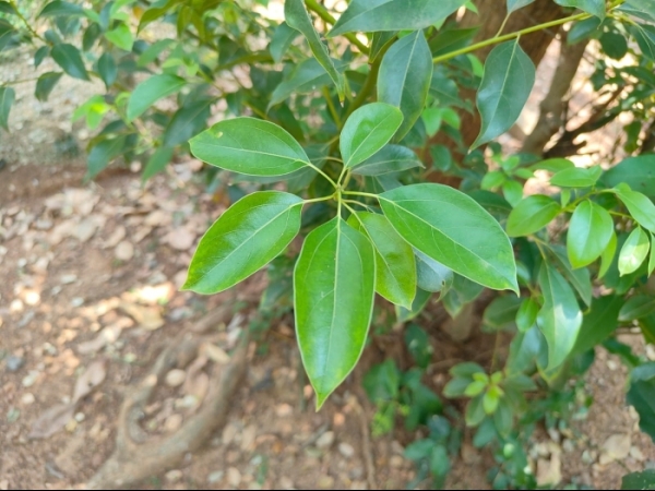 camphor-tree