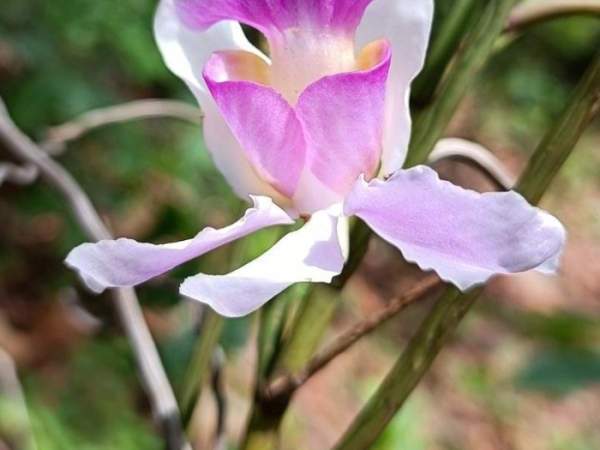 cylindrical-vanda