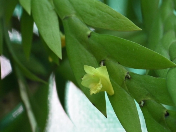 double-edged-dendrobium