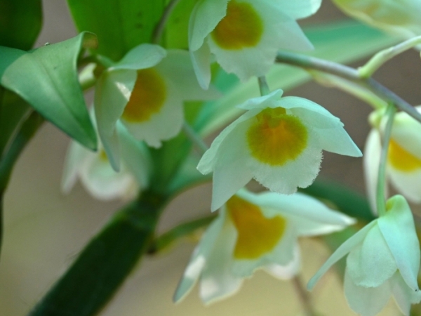 farmer-s-dendrobium