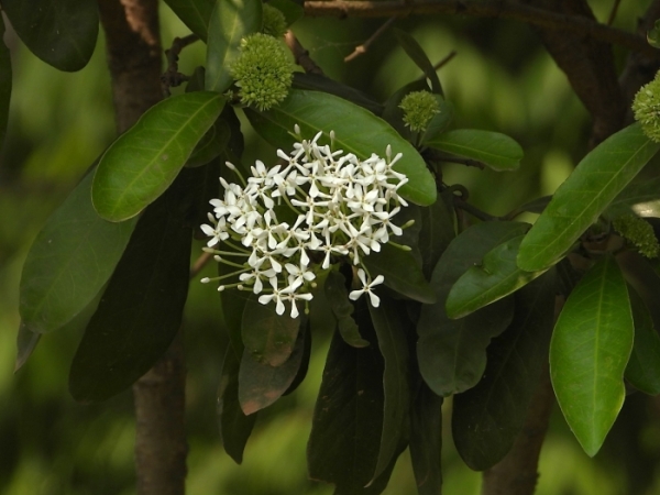 fragrant-ixora