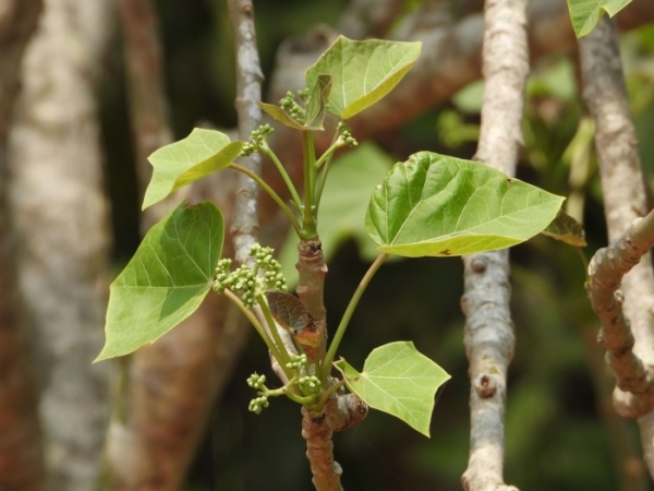 gachha-baigaba