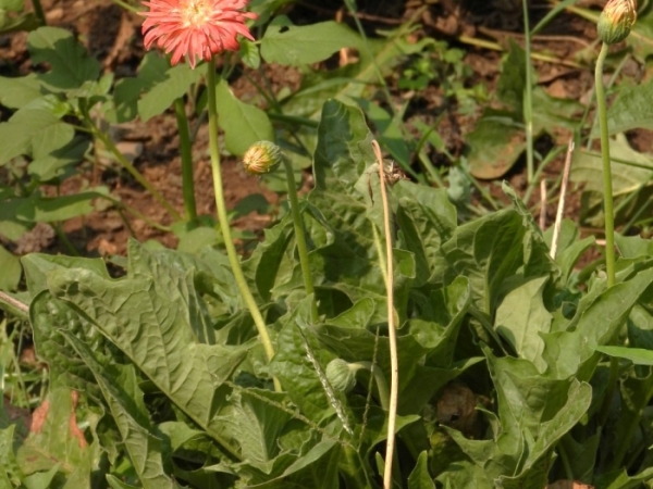 gerbera-daisy-