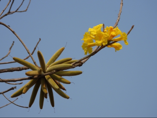 golden-trumpet-tree