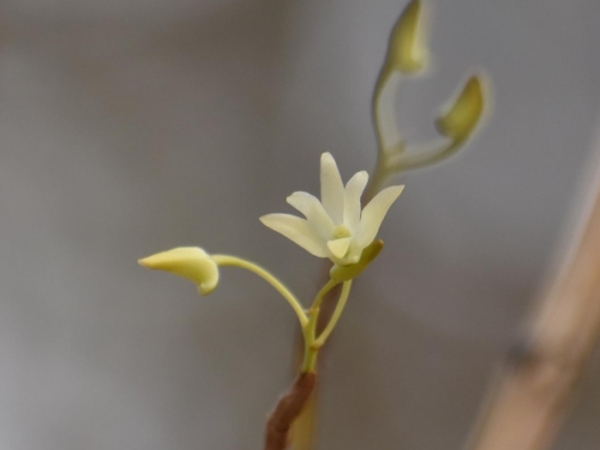 grassy-dendrobium