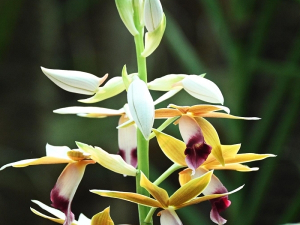 greater-swamp-orchid