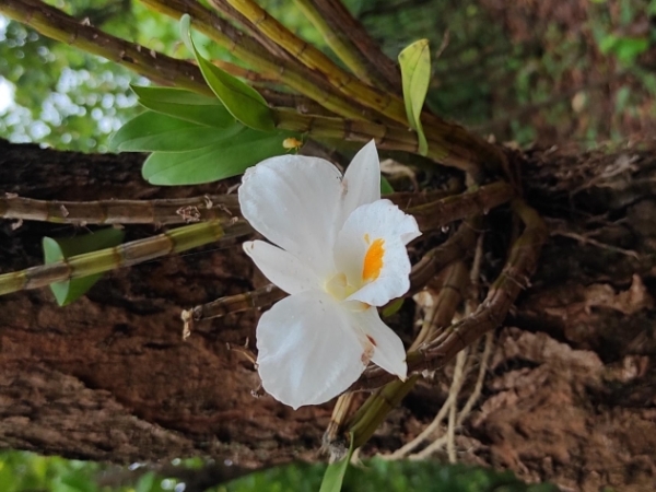 handsome-flowered-dendrobium