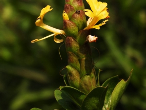 hop-headed-barleria-