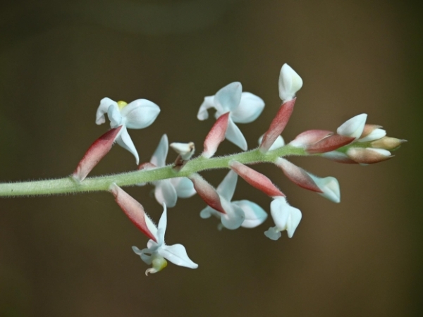 jewel-orchid