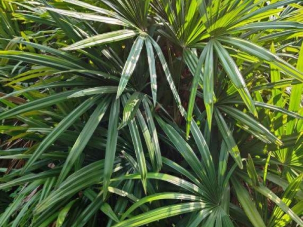 lady-palm