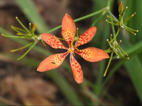 leopard-lily