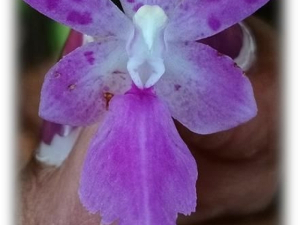 many-flowered-fox-brush-orchid