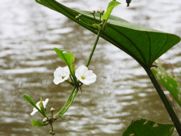 mexican-sword-plant-