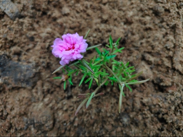 moss-rose