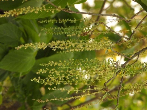 pani-gambhari