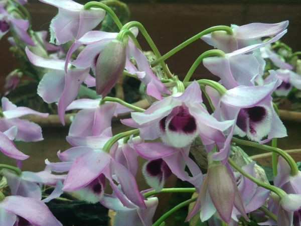 parish’s-dendrobium