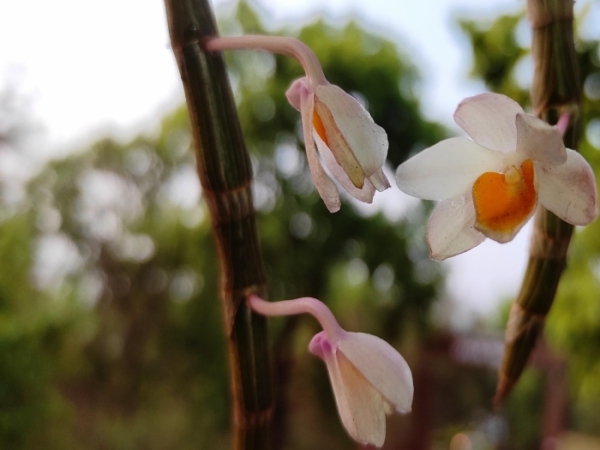 shoe-lip-dendrobium