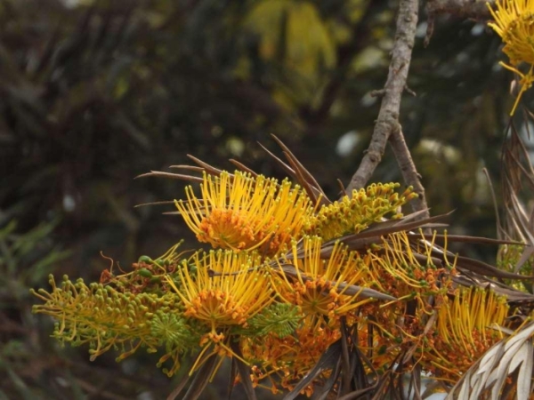 silky-oak