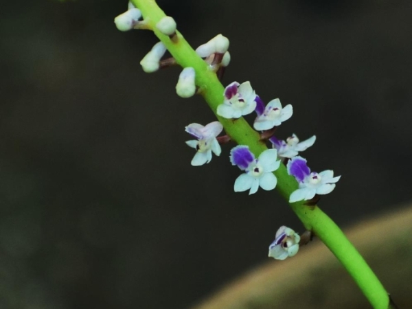 small-flowered-smitinandia