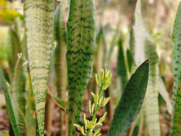 snake-plant