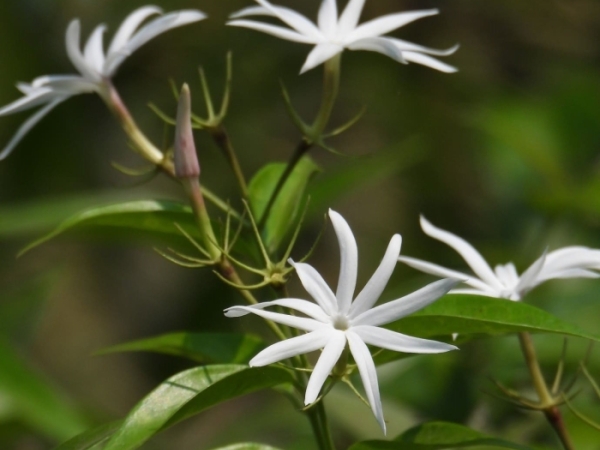 star-jasmine-