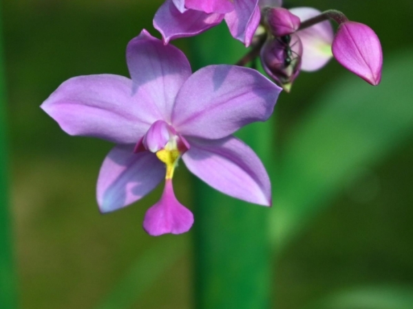 the-philippine-ground-orchid