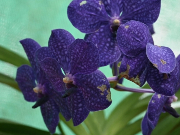 vanda-hybrid