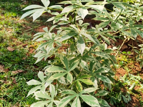 variegated-kapok-tree