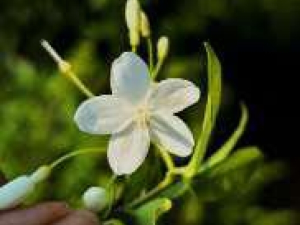 water-jasmine