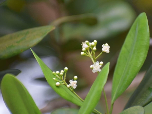 west-indian-bay-tree