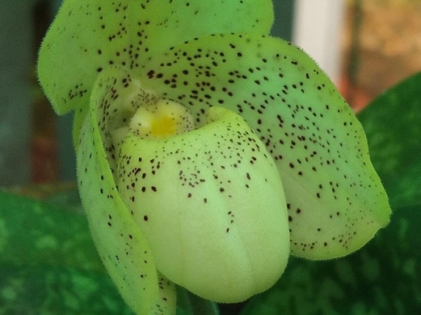 yellow-slipper-orchid