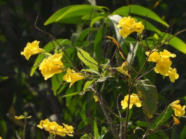 yellow-trumpet